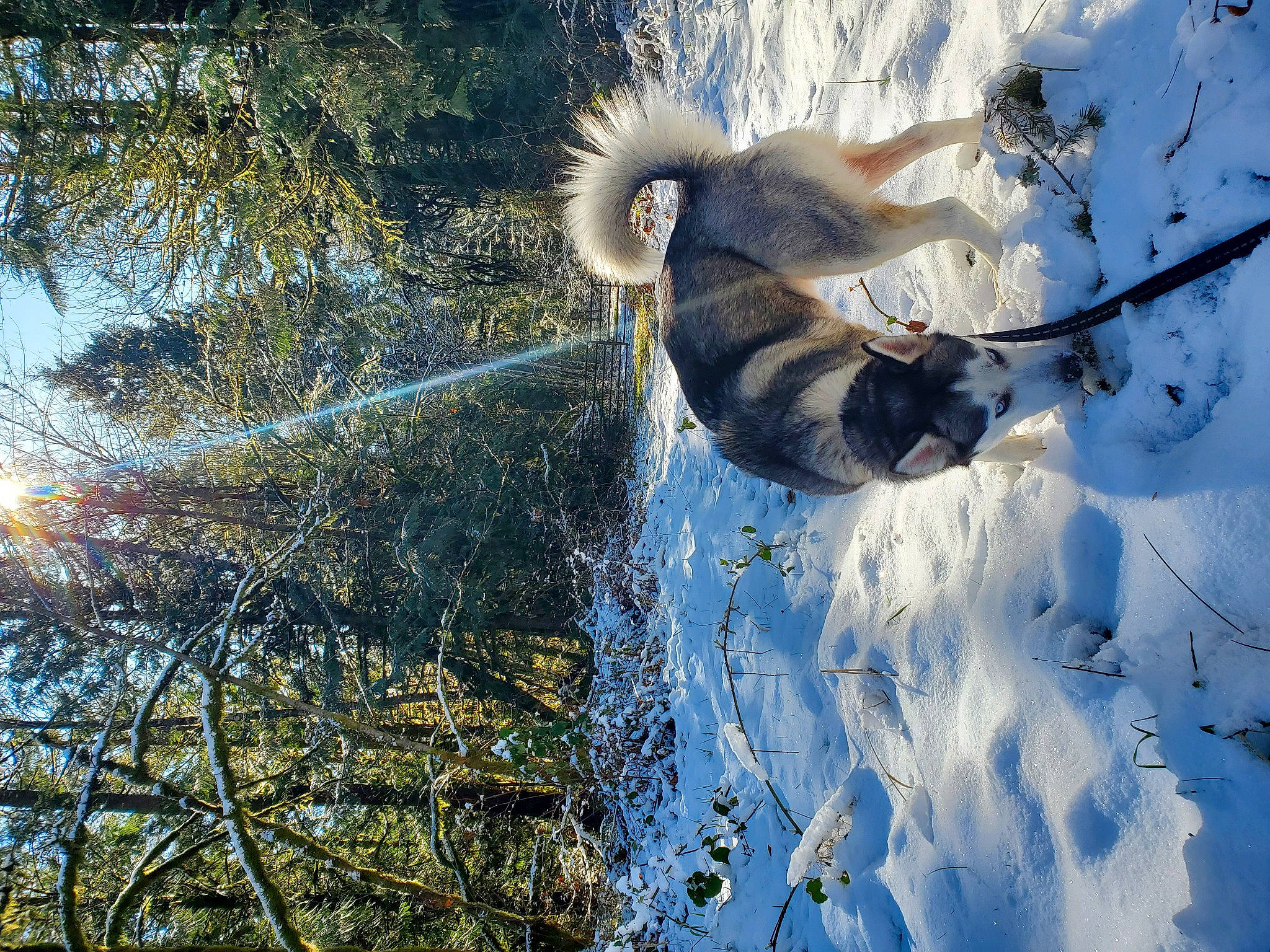 Penny is registered to the contest to win money with this photo: carnivore, dog, dog_breed, freezing, frost, grass, people_in_nature, plant, recreation, sky, slope, snow, sporting_group, tail, tree, trunk, twig, water, winter, wood