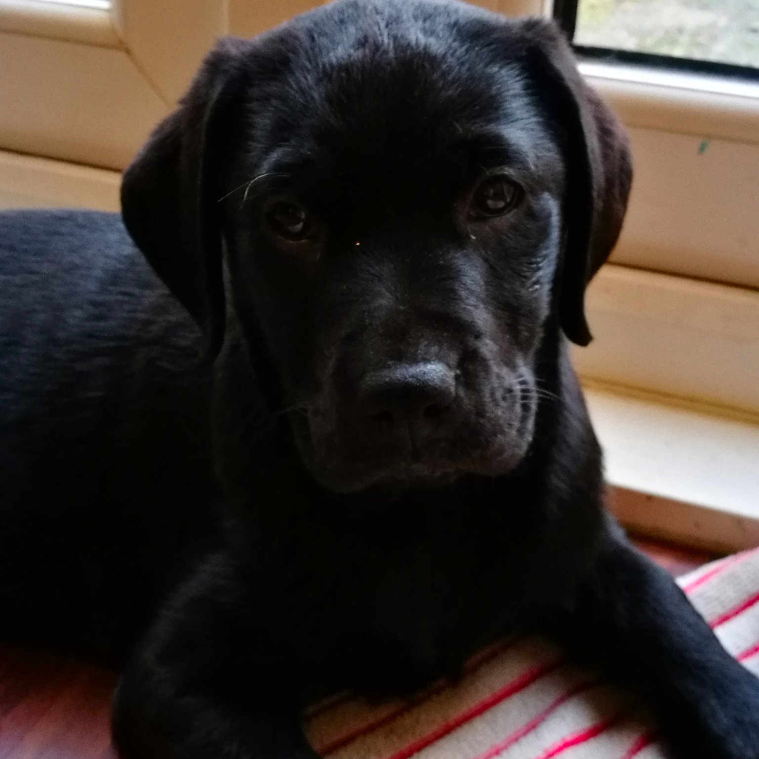 Lola is registered to the contest to win money with this photo: borador, carnivoran, dog, dog_breed, dog_breed_group, dog_like_mammal, flat_coated_retriever, labrador_retriever, mammal, patterdale_terrier, puppy, retriever, snout, sporting_group, whiskers