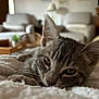 kitten, cat, tabby, sleepy, close_up, indoor, blanket, fluffy, ears, eyes, pet, animal, feline, resting, cozy, living_room, furniture, wooden_tray, plant, soft_light