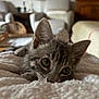 Brioche a rejoint le concours — aidez-le/la à gagner de superbes lots ! kitten, cat, close_up, indoor, blanket, furniture, living_room, soft_texture, cute, pet, whiskers, ears, eyes, curious, cozy, relaxed, animal, mammal, tabby, young