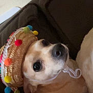 Churro is registered to the contest to win money with this photo: animal, brown, casual, close_up, colorful, couch, cozy, cute, dog, domestic, face, hat, indoor, looking_up, lying_down, pet, pom_poms, small_dog, soft_lighting, white