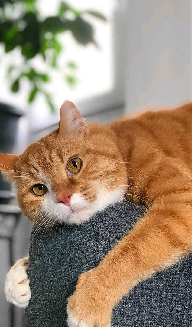 Francis a rejoint le concours — aidez-le/la à gagner de superbes lots ! aegean_cat, american_shorthair, american_wirehair, asian, australian_mist, british_semi_longhair, carnivore, cat, domestic_short_haired_cat, european_shorthair, fawn, felidae, fur, kitten, mammal, polydactyl_cat, small_to_medium_sized_cats, tabby_cat, tail, whiskers