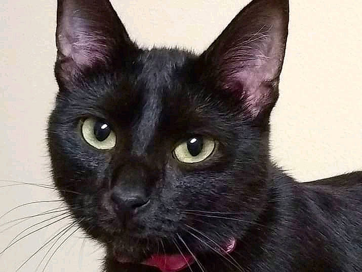 Chelsea is registered to the contest to win money with this photo: black_cat, bombay, carnivore, cat, close_up, domestic_short_haired_cat, eye, felidae, fur, havana_brown, head, human_body, small_to_medium_sized_cats, snout, terrestrial_animal, whiskers