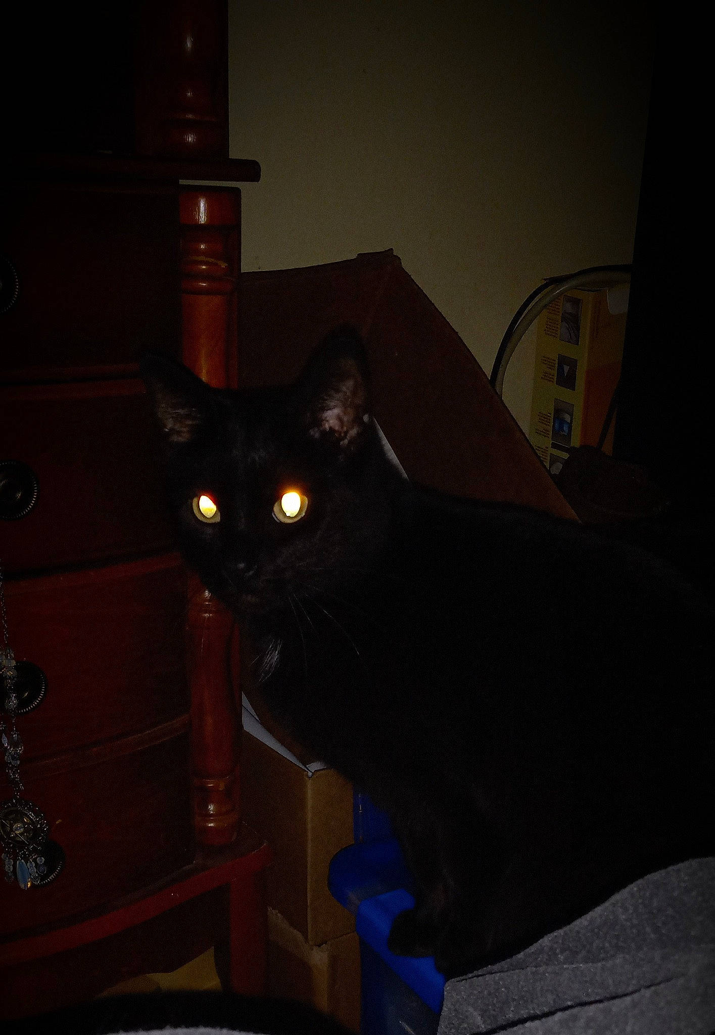 Chelsea is registered to the contest to win money with this photo: black_cat, bombay, brown, cabinetry, carnivore, cat, chest_of_drawers, cupboard, darkness, domestic_short_haired_cat, drawer, felidae, hardwood, room, small_to_medium_sized_cats, tail, tints_and_shades, whiskers, wood, wood_stain