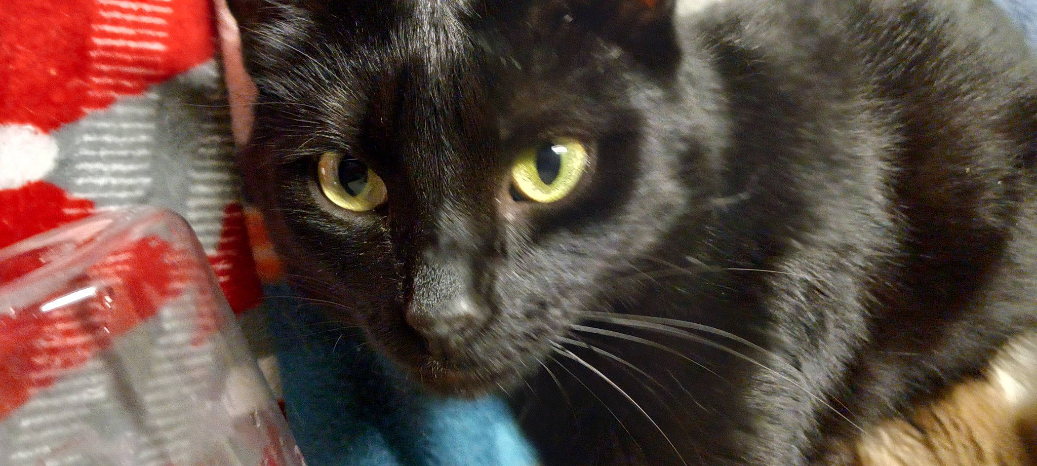 Chelsea joined the competition — help win amazing prizes! black_cat, bombay, carnivore, cat, close_up, domestic_short_haired_cat, eye, felidae, fur, hair, head, iris, small_to_medium_sized_cats, snout, terrestrial_animal, whiskers