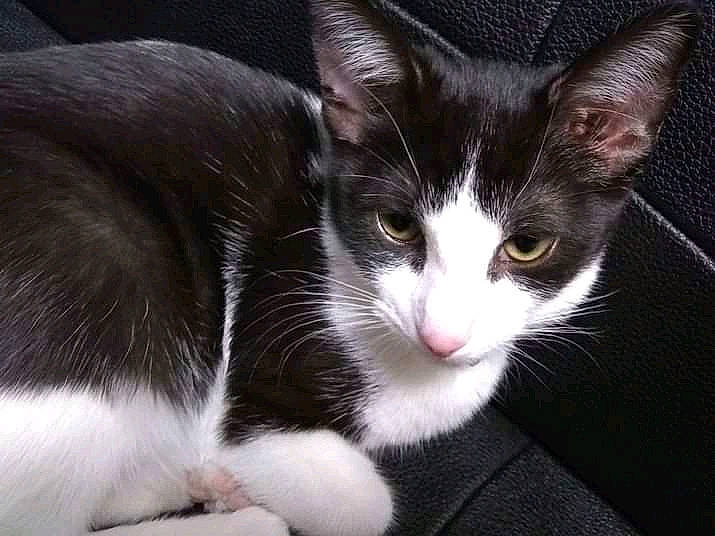 Kira joined the competition — help win amazing prizes! carnivore, cat, domestic_short_haired_cat, felidae, fur, paw, small_to_medium_sized_cats, tail, whiskers