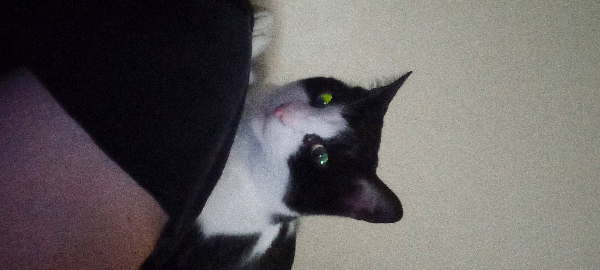 Kira is registered to the contest to win money with this photo: black_cat, bombay, carnivore, cat, domestic_short_haired_cat, ear, eye, eyelash, felidae, fur, head, plant, small_to_medium_sized_cats, snout, tail, terrestrial_animal, tree, whiskers, window