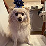 dog, party_hat, blue_bow, white_fur, indoor, chair, pet, celebration, canine, fluffy, animal, looking_at_camera, house, people, legs, furniture, living_room, cute, portrait, domestic