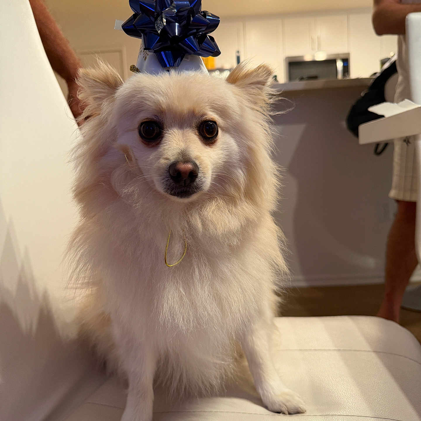 Trump joined the competition — help win amazing prizes! dog, party_hat, blue_bow, white_fur, indoor, chair, pet, celebration, canine, fluffy, animal, looking_at_camera, house, people, legs, furniture, living_room, cute, portrait, domestic
