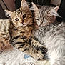 cat, kitten, feline, fluffy, tabby, gray_fur, pets, snuggling, close_up, animal, cute, domestic_animal, whiskers, ears, soft_texture, indoor, resting, friendship, cozy, blanket