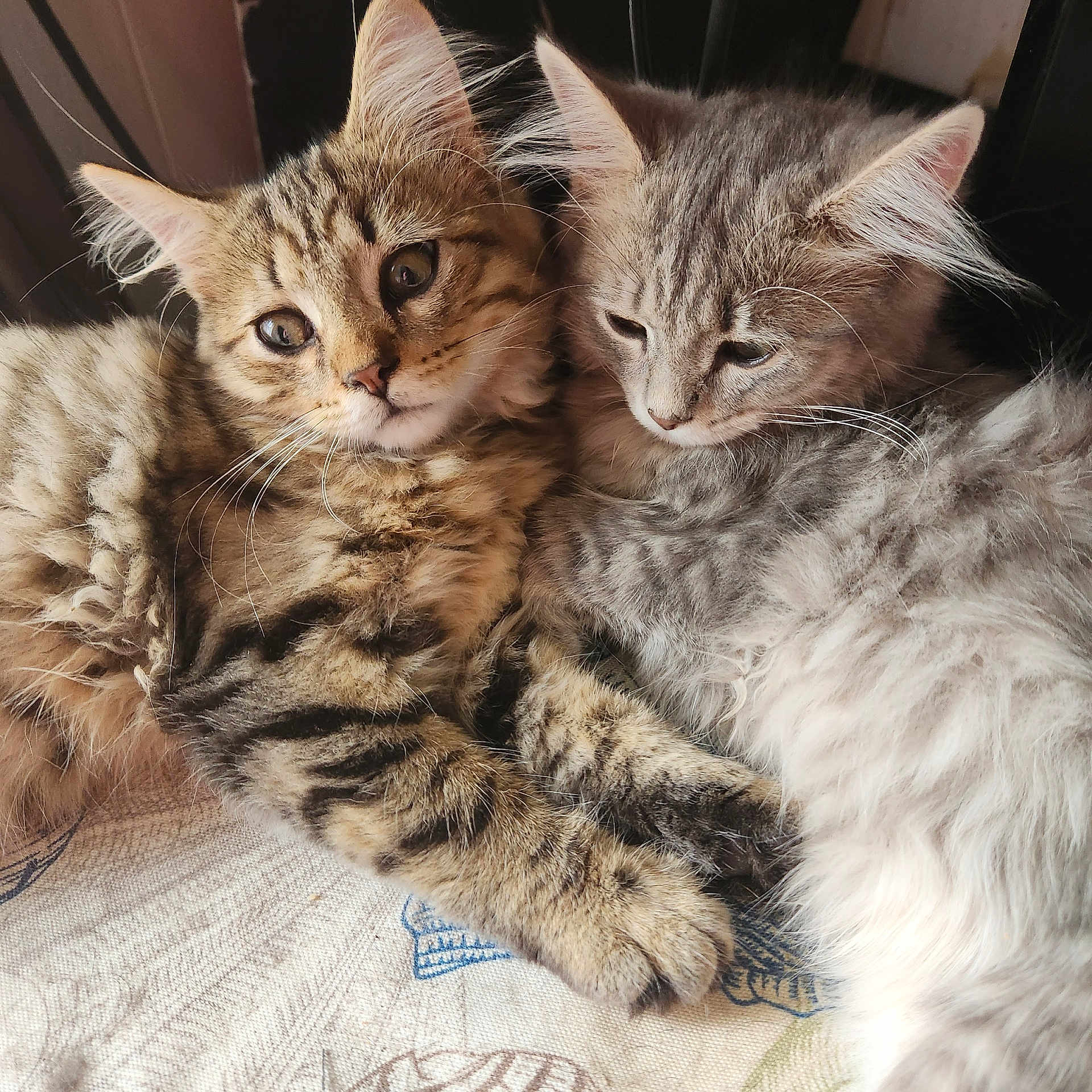 Kitten