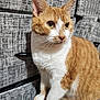 cat, orange_cat, white_cat, pet, feline, whiskers, ears, eyes, fur, indoor, drawer, furniture, curious, closeup, portrait, animal, cute, domestic_cat, mammal, looking_away
