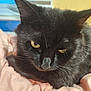 black_cat, cat, pet, animal, feline, yellow_eyes, close_up, whiskers, fur, soft_blanket, indoor, resting, cute, mammal, domestic_animal, portrait, sleepy, pink_blanket, cozy, relaxed