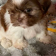 Bear is registered to the contest to win money with this photo: adorable, animal, blanket, brown, closeup, curious, cute, dog, face, fluffy, fur, indoor, pet, puppy, sitting, small, soft, texture, white, young