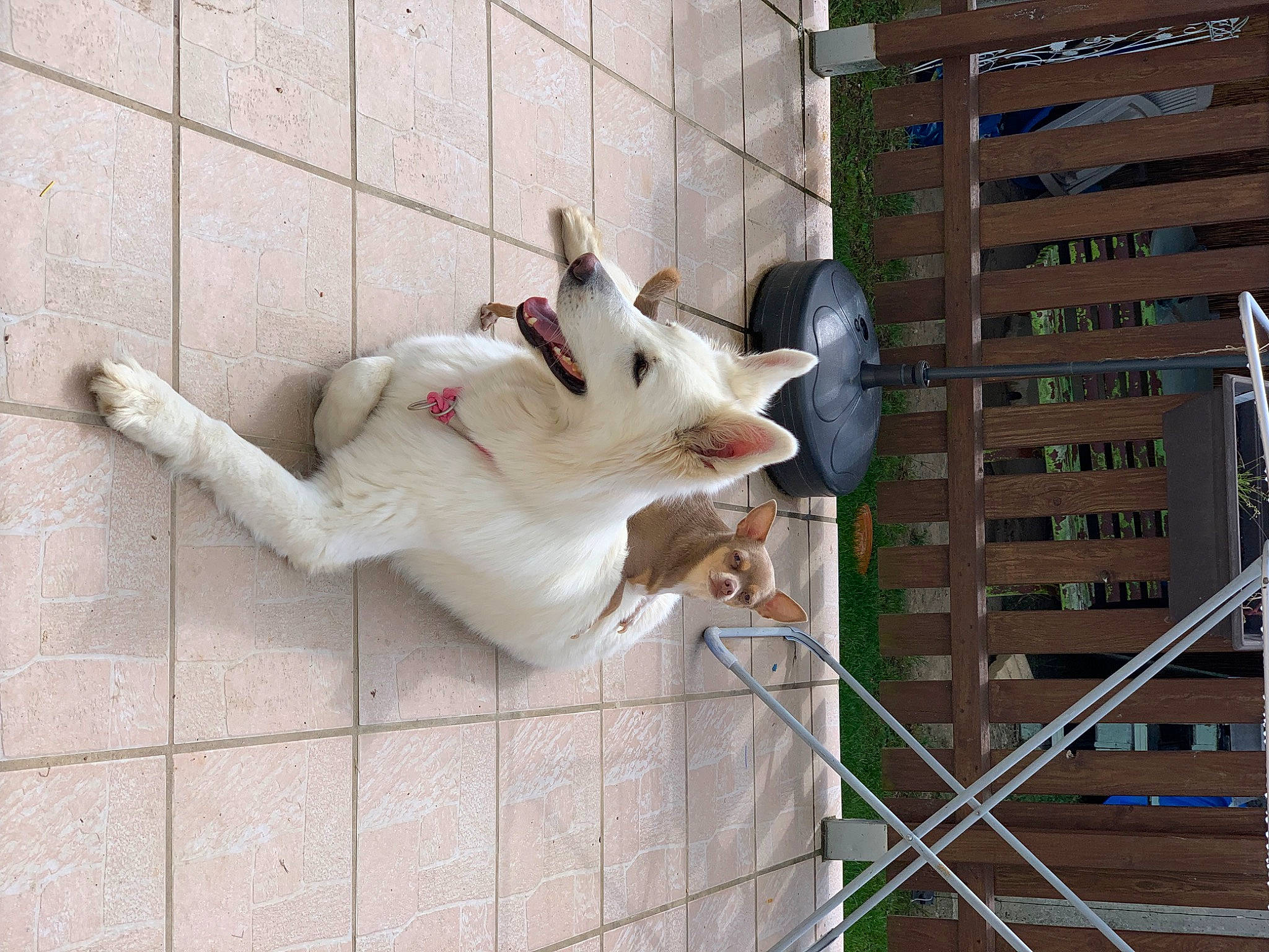 Sookie a rejoint le concours — aidez-le/la à gagner de superbes lots ! art, building, canidae, carnivore, companion_dog, condominium, dog, dog_breed, door, facade, fawn, felidae, fence, fur, mesh, metal, snout, sporting_group, tail, window