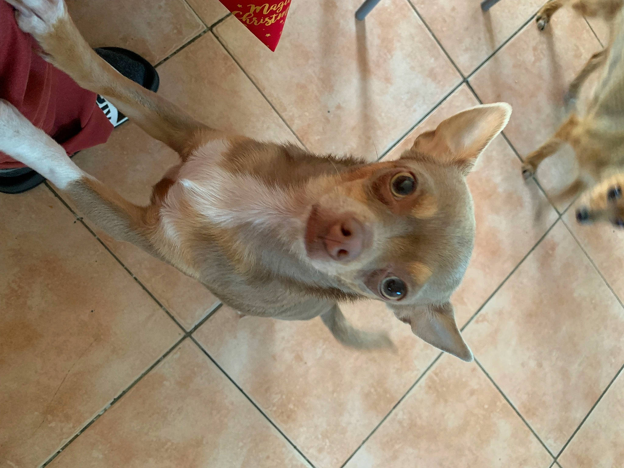 Sookie participe au concours pour gagner de l'argent avec cette photo : carnivore, dog_breed, domestic_short_haired_cat, ear, fawn, felidae, flooring, fur, hamster, liver, marsupial, mouse, muroidea, pest, rodent, small_to_medium_sized_cats, snout, terrestrial_animal, tile_flooring, whiskers