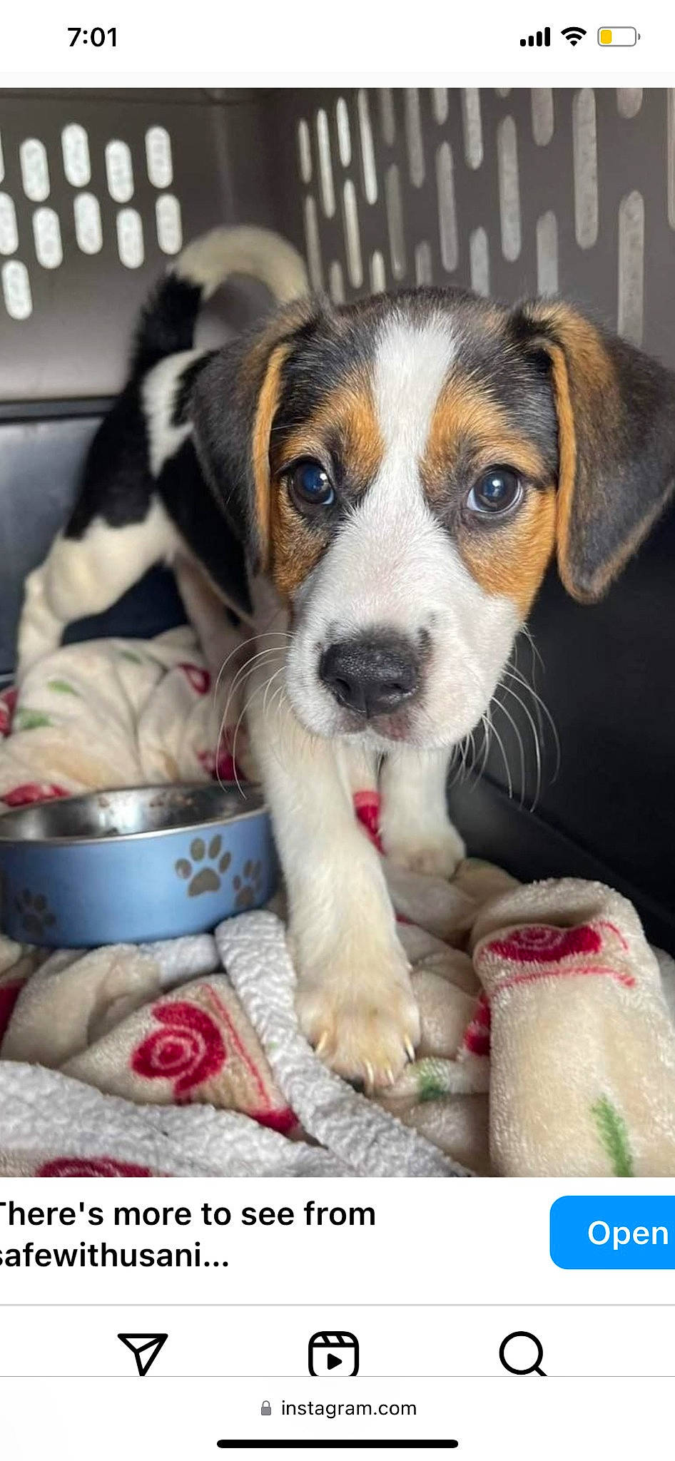 Simon joined the competition — help win amazing prizes! beagle, beagle_harrier, canidae, carnivore, companion_dog, dog, dog_breed, mixing_bowl, photography, puppy, scent_hound, serveware, sporting_group, whiskers, working_dog