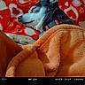 dog, sleeping, blanket, orange, red, hearts, cozy, rest, pet, collar, fur, animal, cute, relaxation, indoors, comfort, snout, ears, paw, nap
