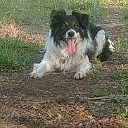 Sorbonne a rejoint le concours — aidez-le/la à gagner de superbes lots ! animal, black_and_white, canine, dirt, dog, ears, friendly, fur, grass, ground, happy, laying, mammal, nature, outdoor, pet, playful, snout, sunlight, tongue_out
