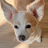 Dj is registered to the contest to win money with this photo: dog, small_dog, ears, cute, pet, animal, canine, fur, whiskers, nose, eyes, indoor, floor, wooden_floor, light, sunlight, close_up, portrait, looking_up, curious