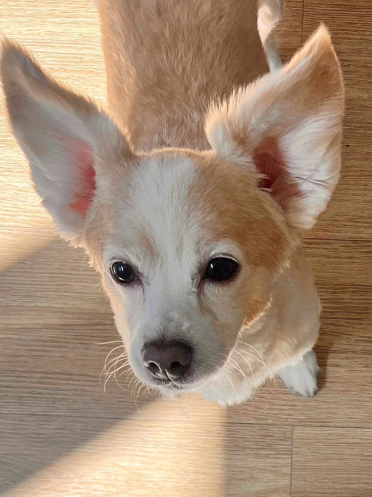 Dj is registered to the contest to win money with this photo: dog, small_dog, ears, cute, pet, animal, canine, fur, whiskers, nose, eyes, indoor, floor, wooden_floor, light, sunlight, close_up, portrait, looking_up, curious