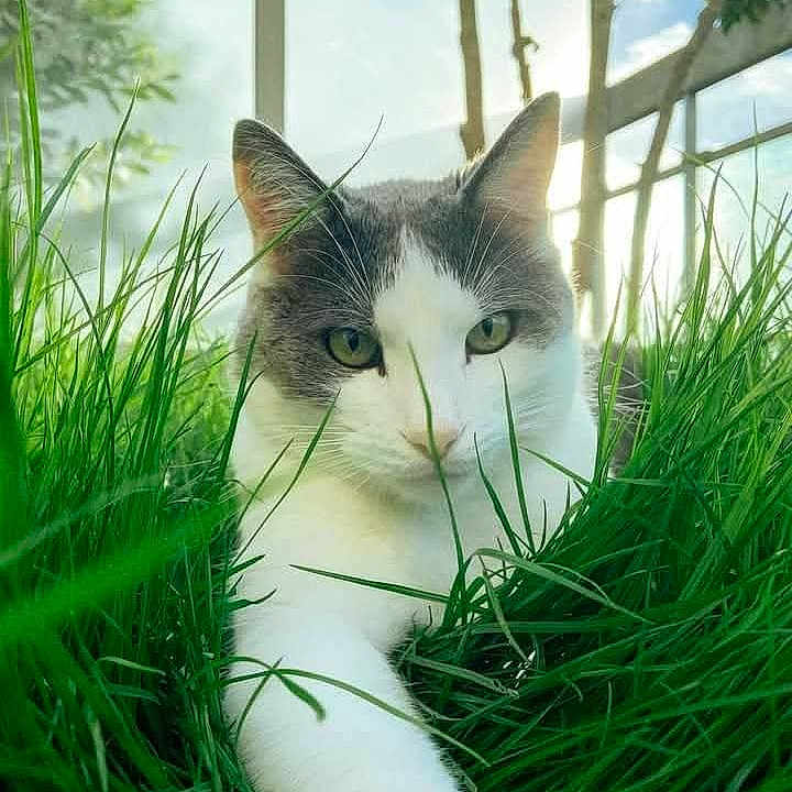 Shmitty a rejoint le concours — aidez-le/la à gagner de superbes lots ! abyssinian, angora, animal, cat, egyptiancat, field, grass, green, herbal, herbs, kitten, lawn, manx, nature, outdoors, pet, plant, pottedplant, vegetation, yard