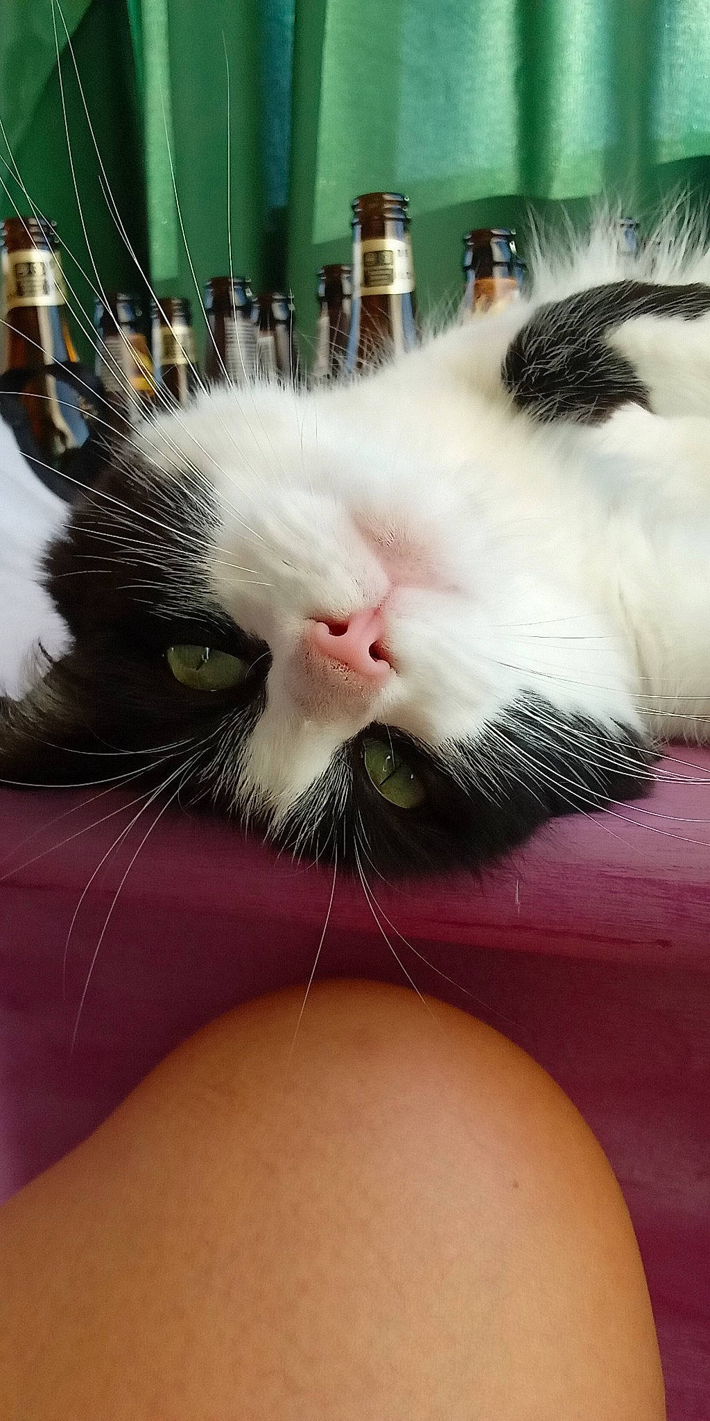 Poupy a rejoint le concours — aidez-le/la à gagner de superbes lots ! carnivore, cat, claw, close_up, comfort, domestic_short_haired_cat, ear, eye, eyelash, fang, felidae, foot, fur, gesture, nail, nose, paw, small_to_medium_sized_cats, snout, whiskers