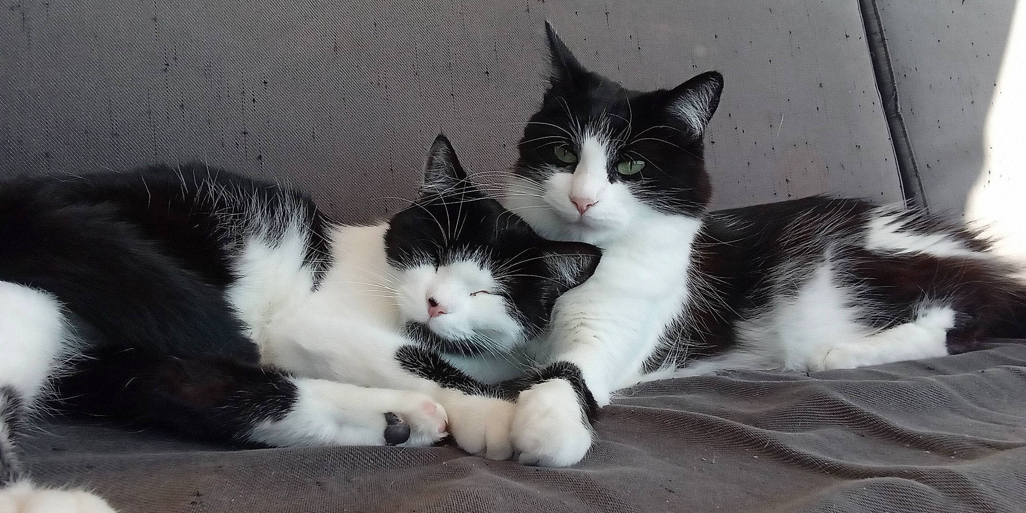 Poupy a rejoint le concours — aidez-le/la à gagner de superbes lots ! carnivore, cat, claw, comfort, domestic_short_haired_cat, eye, felidae, foot, fur, grey, monochrome, monochrome_photography, nap, paw, sitting, small_to_medium_sized_cats, snout, tail, whiskers