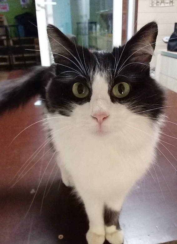 Lily a rejoint le concours — aidez-le/la à gagner de superbes lots ! carnivore, cat, domestic_short_haired_cat, felidae, flooring, fur, paw, small_to_medium_sized_cats, snout, tail, whiskers