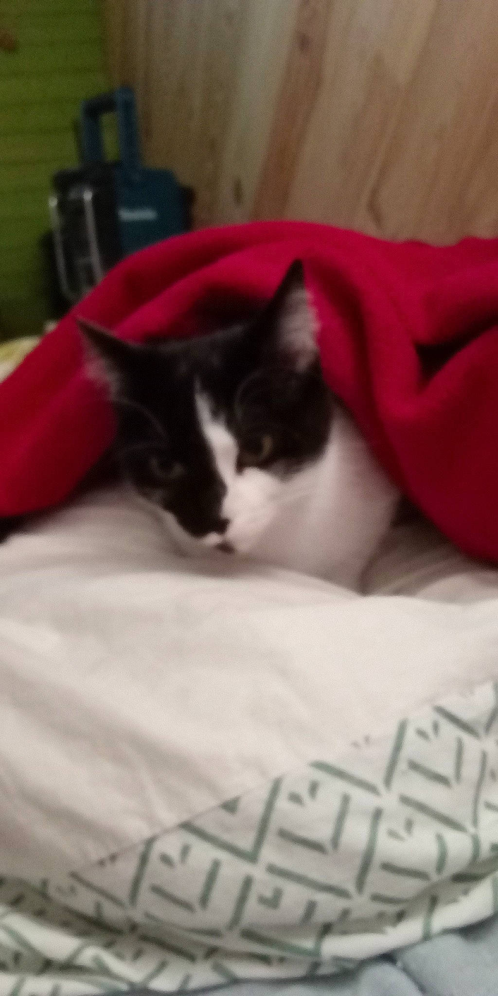 Lily participe au concours pour gagner de l'argent avec cette photo : bedding, carmine, carnivore, cat, cat_supply, comfort, domestic_short_haired_cat, felidae, fur, grey, linens, monochrome_photography, nap, room, sleep, small_to_medium_sized_cats, snout, tail, textile, whiskers