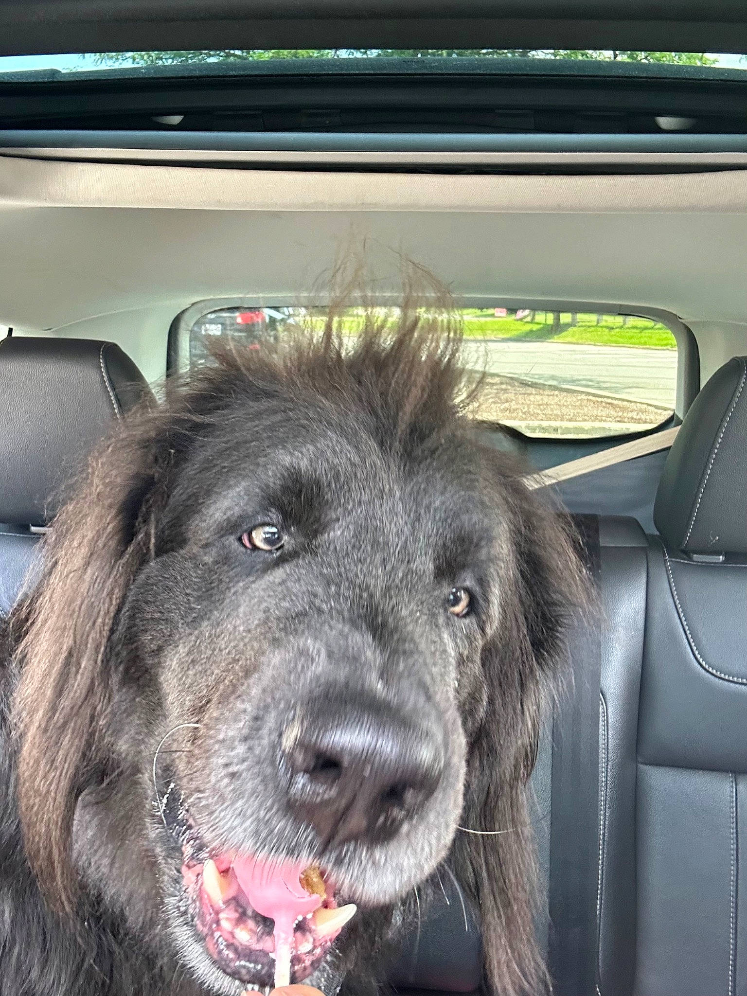 Memphis joined the competition — help win amazing prizes! auto_part, automotive_exterior, automotive_mirror, car, carnivore, companion_dog, dog, dog_breed, door, liver, motor_vehicle, personal_luxury_car, snout, steering_part, steering_wheel, vehicle, vehicle_door, window, windshield, working_animal