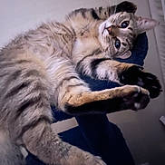 Sandy is registered to the contest to win money with this photo: cat, tabby, pet, animal, feline, fur, whiskers, paws, stretching, relaxed, indoor, perch, blue_furniture, closeup, curious, wide_eyes, cozy, soft_lighting, playful, fluffy