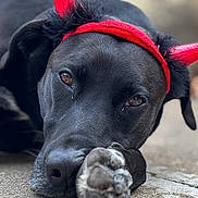 Naya a rejoint le concours — aidez-le/la à gagner de superbes lots ! accessories, animal, ball, boxer, bulldog, canine, dog, greatdane, headband, hound, labradorretriever, pet, pitbull, pointer, puppy, snout, sport, strap, tennis, tennisball