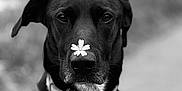 Naya a rejoint le concours — aidez-le/la à gagner de superbes lots ! accessories, animal, bodypart, canine, collar, dog, face, harness, head, hound, labradorretriever, leash, mouth, person, pet, pointer, policedog, puppy, snout, strap