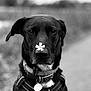 accessories, animal, bodypart, canine, collar, dog, face, harness, head, hound, labradorretriever, leash, mouth, person, pet, pointer, policedog, puppy, snout, strap