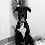 Naya a rejoint le concours — aidez-le/la à gagner de superbes lots ! animal, boxer, bulldog, canine, dog, greatdane, hound, labradorretriever, pet, pitbull, pointer, puppy, terrier