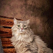 Zélie a rejoint le concours — aidez-le/la à gagner de superbes lots ! cat, fluffy, long_hair, yellow_eyes, wooden_background, indoors, pet, feline, curious, portrait, animal, cute, whiskers, fur, sitting, close_up, domestic_cat, alert, soft_light, brown_background