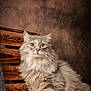 cat, fluffy, long_hair, yellow_eyes, wooden_background, indoors, pet, feline, curious, portrait, animal, cute, whiskers, fur, sitting, close_up, domestic_cat, alert, soft_light, brown_background