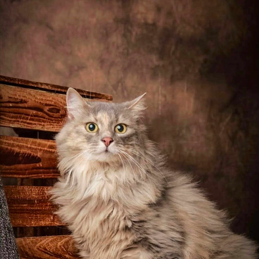 Zélie a rejoint le concours — aidez-le/la à gagner de superbes lots ! alert, animal, brown_background, cat, close_up, curious, cute, domestic_cat, feline, fluffy, fur, indoors, long_hair, pet, portrait, sitting, soft_light, whiskers, wooden_background, yellow_eyes