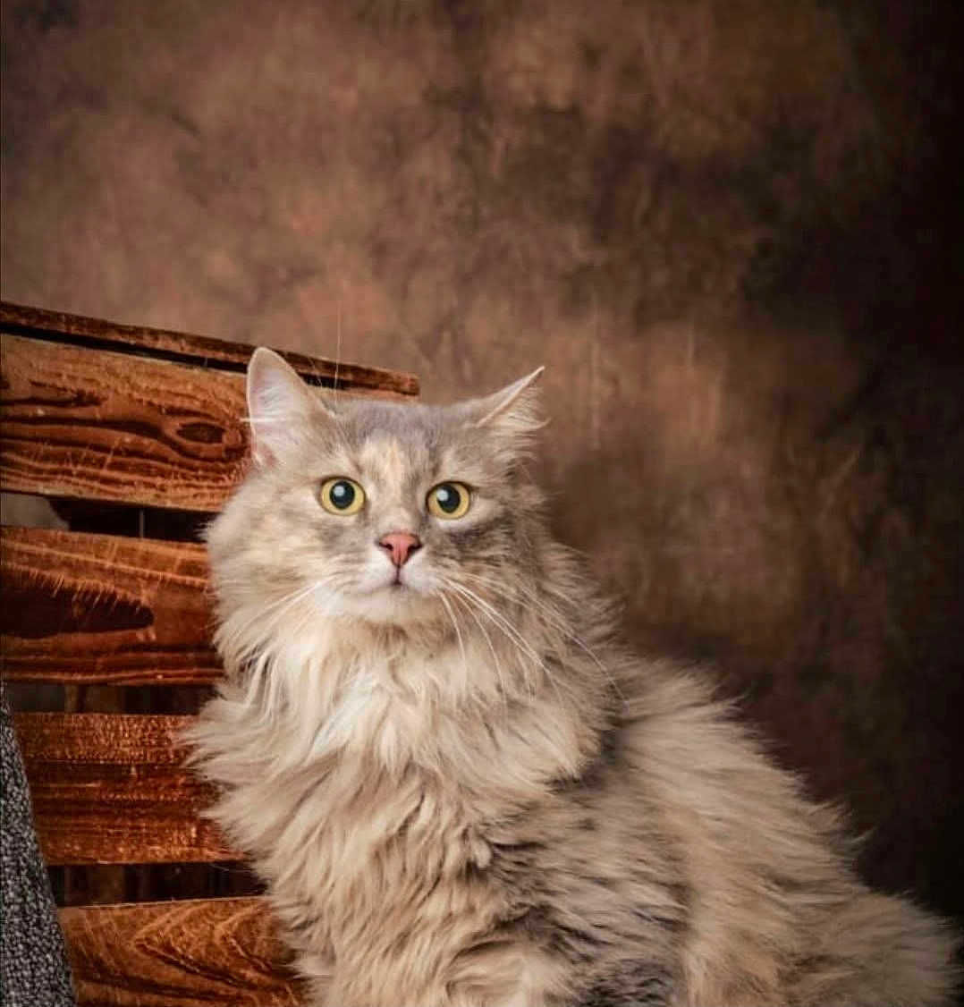 Zélie a rejoint le concours — aidez-le/la à gagner de superbes lots ! cat, fluffy, long_hair, yellow_eyes, wooden_background, indoors, pet, feline, curious, portrait, animal, cute, whiskers, fur, sitting, close_up, domestic_cat, alert, soft_light, brown_background