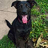 animal, black_dog, close_up, collar, daylight, dog, floppy_ears, friendly, garden, grass, happy, leaves, outdoor, pet, portrait, sidewalk, sitting, smiling, tongue_out, weeds