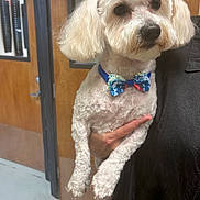 Cotton joined the competition — help win amazing prizes! dog, small_dog, white_dog, bow_tie, pet, indoor, person, hand, groomed, fur, door, window, wooden_door, black_clothing, floor, wall, holding, portrait, animal, cute