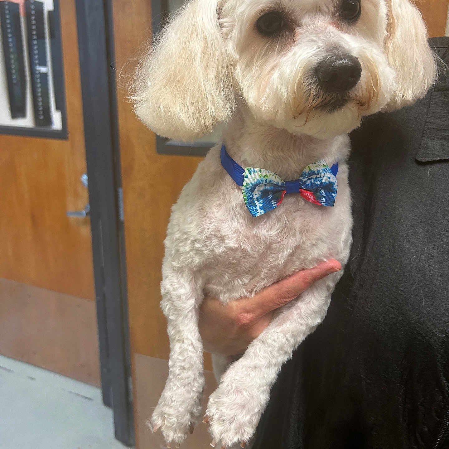 Cotton joined the competition — help win amazing prizes! dog, small_dog, white_dog, bow_tie, pet, indoor, person, hand, groomed, fur, door, window, wooden_door, black_clothing, floor, wall, holding, portrait, animal, cute