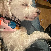 Cotton joined the competition — help win amazing prizes! dog, white_dog, sleeping, pet, lap, indoor, collar, bandana, fur, cozy, resting, cute, canine, animal, domestic_animal, floor, jeans, tag, plaid, relaxing