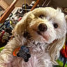 animal, close_up, clutter, collar, colorful, cute, dog, dog_tags, eyes, face, fluffy, furniture, household_items, indoor, nose, pet, portrait, shelf, white_fur, wooden_beams