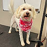 Cotton is registered to the contest to win money with this photo: dog, white_dog, bandana, pet, grooming_table, indoor, tongue_out, tail_wagging, happy, cute, small_dog, fur, animal, pet_accessory, looking_at_camera, standing, ears, room, floor, collar