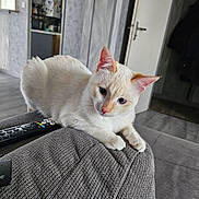 Loky a rejoint le concours — aidez-le/la à gagner de superbes lots ! animal, cat, couch, cozy, cream_color, curious, domestic, door, feline, homedecor, indoor, kitchen, living_room, lounging, orange_accents, pet, relaxed, remote_control, soft_light, texture