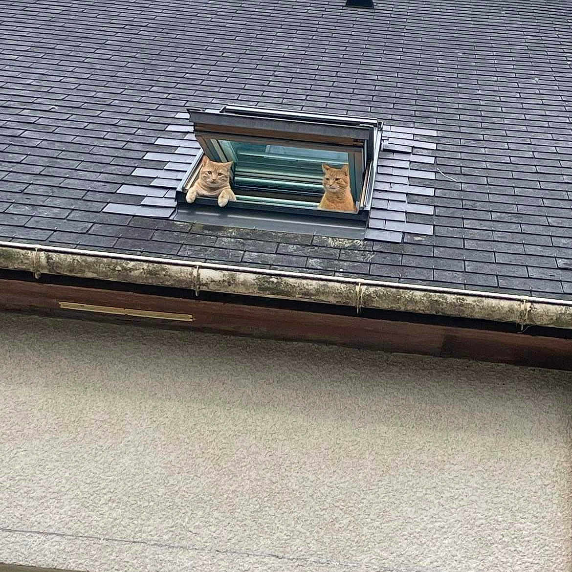 Felix Garfield