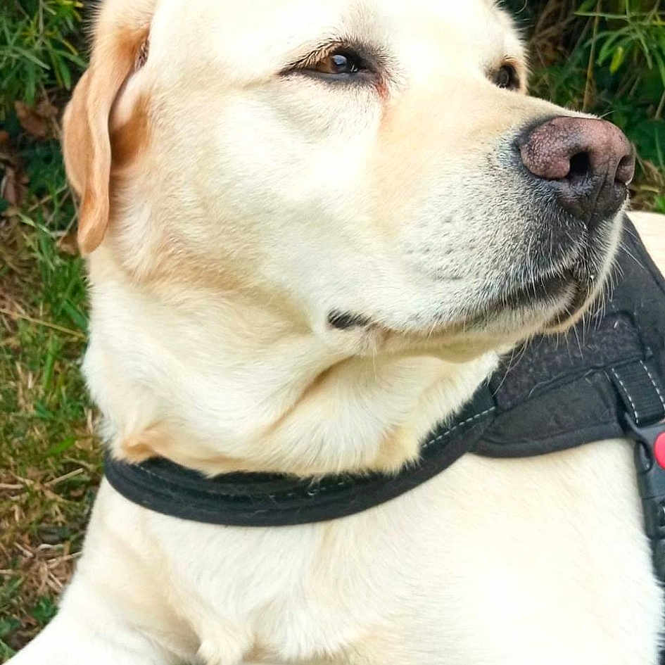 Malko