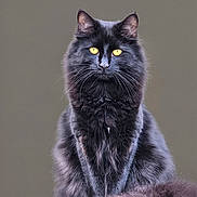 Digs joined the competition — help win amazing prizes! black_cat, yellow_eyes, fluffy_fur, sitting, portrait, animal, pet, feline, whiskers, ears, tail, indoor, close_up, mammal, furry, cute, alert, looking_at_camera, domestic_cat, soft_texture
